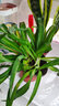 御春閣綠植盆栽室內陽(yáng)臺苗木室內盆栽垂吊花卉植物花卉盆栽土培水培植物 青葉吊蘭3-5棵（原盆原土） 曬單實(shí)拍圖