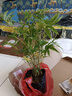 京佳樂(lè )米竹盆景室內植物室內微景觀(guān)植物苗鳳尾竹觀(guān)音竹客廳米竹子盆栽 15根【1份帶土發(fā)貨】 曬單實(shí)拍圖