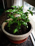 壽禾家庭花草盆栽香草植物迷迭香百里香甜羅勒九層塔陽(yáng)臺(tái)種植盆栽苗 羅勒幼苗 15棵+3棵 曬單實(shí)拍圖
