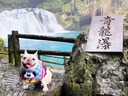 阿莫爾狗狗口水巾卡通小狗圍脖防臟圍兜比熊西高地口水兜寵物貓咪披肩 【復(fù)古藍白】小狗口水巾-出片神器 S碼：脖圍18-24【推薦6斤內(nèi)】 曬單實拍圖