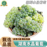 南步湖南新鮮水晶葡萄 農家自種土葡萄香水青葡萄非綠青提子孕婦水果 水晶葡萄 2斤【1-3串左右/斤】 曬單實拍圖