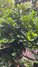 虹越（HONGYUE）安酷杜鵑花大苗多季開(kāi)花 庭院造景花園多年生易養護常綠花卉植物 【中大苗】“云隙陽(yáng)光” 3加侖 曬單實(shí)拍圖