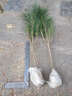 旭力 黑松苗盆景的素材黑松樹(shù)苗黑松小苗 黑松60-70cm 曬單實(shí)拍圖