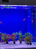 大禹德邦 魚(yú)缸凈水劑 除臭劑 澄清水質(zhì)劑 水族箱凈水寶 凈水液 水質(zhì)清澈劑 【凈水劑 + 硝化菌 + 水質(zhì)穩定】200ml 曬單實(shí)拍圖