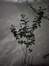 靜黛軒紫薇樹老樁庭院樹苗 天鵝絨紫薇（1.5公分粗/0.9-1m高）源頭直發 曬單實拍圖