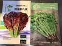 壽禾 香菜種子苗小葉四季盆栽菜種籽 濰豐小葉香菜籽種子15g約2900粒 曬單實(shí)拍圖