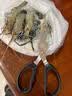 宜品達(dá)小龍蝦專用剪刀剪龍蝦開(kāi)背剪具家用蝦殼蝦背去蝦線蝦尾多功能剪子 剪蝦頭/去蝦腮/拔蝦線/開(kāi)蝦背【黑色1個(gè)裝】 曬單實(shí)拍圖