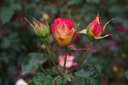PENTAX/賓得三公主五餅干限量版鏡頭用于K1 KP K70 KS2 K50 HDFA31mmF1.8小公主鏡頭 黑色 曬單實(shí)拍圖