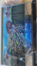 云峰海瑞黑壳虾清洁虾观赏虾 鱼缸水族箱水草缸清洁除藻淡水 虾螺蟹清洁套餐B 实拍图
