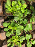逸棵角堇三色堇花苗 四季種開(kāi)花冬季陽(yáng)臺庭院室內盆栽易種四季 4株組合A小苗獨立包裝 曬單實(shí)拍圖