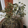 種花迷香水米蘭花盆栽花卉綠植室內(nèi)老樁帶花苞四季開花好養(yǎng)驅(qū)蚊植物樹苗 （花期帶花苞）五年米蘭【無盆】 含盆 曬單實拍圖