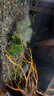 國象散裝垂淚莫斯簡單好養(yǎng)耐低溫陰性增氧水草植物魚缸沉木假山造景 垂淚莫斯10克+1支水草膠 曬單實(shí)拍圖