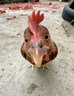 燦圖cleanfit索羅娜刺繡短袖t恤男夏季美式正肩半袖重磅高級感上衣服 黑色 L 【建議100-120斤】 曬單實拍圖