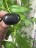 擊音【180小時超長續(xù)航】6.0藍牙耳機入耳無線音樂運動游戲通話降噪豆 高音質大電量適用酷狗華為小米 曬單實拍圖