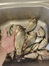 釣魚(yú)王新品魚(yú)竿輕柔剛龍年款輕量小綜合超硬細臺釣魚(yú)竿鯽魚(yú)桿野釣 8.1m 輕柔剛龍輕量小綜合 曬單實(shí)拍圖