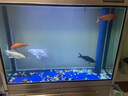 中國紅冷水淡水觀賞魚錦鯉魚活魚金魚小型好養(yǎng)紅鯉魚純種小錦鯉 19-21cm長黑白黃紅各一條 曬單實拍圖