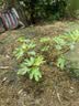 孕貝（yunbaby）全品高硼硅玻璃水壺配件（請咨詢客服后下單） 白色（不含上蓋）大耦合器  1300ml 曬單實拍圖