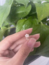 Lnieer999足銀針山茶花貝殼耳釘女2026新款爆款高級感耳環獨特漂亮耳飾 山茶花貝殼耳釘【999足銀耳針】 曬單實拍圖