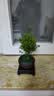 小葉赤楠盆景老樁盆栽植物辦公室室內花卉桌面四季常青好養綠植 小葉赤楠+舍得盆+苔蘚+底座 曬單實拍圖