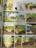 丁丁歷險記【新版大開本經典收藏版】（全22冊套裝）（走進丁丁的歷險世界，感受冒險的旅途，飛馳的人生） 課外閱讀 閱讀 課外書省錢卡 暑期閱讀 曬單實拍圖