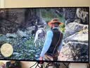 華碩ROG 超神32 RGB PG32UCWM 32英寸4K 240Hz雙模1K 480Hz電競顯示器OLED顯示器0.03ms響應DP2.1透明 曬單實拍圖