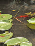 靠森（Kaooseen）防滑無(wú)痕專(zhuān)用多功能防滑無(wú)痕晾衣?lián)巫臃兰缃且录芗矣脪煲聦W(xué)生宿舍 防滑無(wú)痕衣架20只 曬單實(shí)拍圖