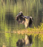 鐵頭TILTA華為攝影套裝適用華為HUAWEI Mate 80 Pro Max專業3.33x長焦增距鏡手持拍攝拍照手柄助拍器 曬單實拍圖