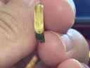 周大福貓眼紋半環足金黃金耳釘女F236369生日禮物 約4.1g計價(工費620) 曬單實拍圖