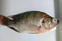 魚耀VC應(yīng)激靈水產(chǎn)養(yǎng)殖用vc抗應(yīng)激寶穩(wěn)定放苗保苗運(yùn)苗用魚蝦蟹塘營(yíng)養(yǎng) 買20袋【實(shí)發(fā)23袋】惠 曬單實(shí)拍圖