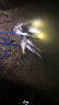 希格曼 魚(yú)線滿(mǎn)貫黑坑釣魚(yú)線 競(jìng)技子線柔軟原絲釣線 柔軟耐磨尼龍釣魚(yú)線 滿(mǎn)貫7X子線【】 50米 0.4號(hào) 曬單實(shí)拍圖