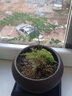 云竹苗 唐山云竹云片竹蘆筍竹矮化松山草紋竹盆栽桌面辦公假山造景小盆景 z3 原裝培育1盆 含盆 曬單實(shí)拍圖