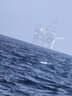 華青格家用湯碗高白瓷釉下彩純白浮雕素雅花瓣8英寸碗微波爐洗碗機(jī)適用 曬單實(shí)拍圖