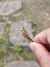富光玻璃杯水杯子茶水分離大容量耐高溫水杯高顏值泡茶杯禮物男女士 曬單實拍圖