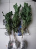 意軒菊花苗秋菊多頭菊女王菊波斯菊荷蘭菊雛菊菊花盆栽帶花發(fā)貨不含盆 菊花橙色（帶花苞發(fā)貨） 曬單實拍圖