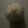 海南椰青新鮮椰子當(dāng)季去皮椰青酸甜解渴水果椰汁（冷藏風(fēng)味更佳） 【送開椰器】4個裝 曬單實拍圖