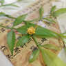 中國(guó)黃金蓮花黃金項(xiàng)鏈女2026新款吊墜母親節(jié)禮物送媽媽情人節(jié)送女友老婆 足金吊墜【贈(zèng)銀鍍金鏈】+禮盒證書(shū) 曬單實(shí)拍圖