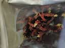 川珍二荊條干辣椒150g袋裝【配料干凈】香辣長海椒紅辣椒干鍋火鍋調料 曬單實拍圖