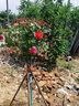 嫁接樹樁月季花樹苗棒棒糖型國(guó)月帶花苞樹狀花卉月季樹苗特大花 中國(guó)紅（花量大 重復(fù)開） 2公分粗度【花期帶花發(fā)貨】 曬單實(shí)拍圖