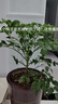 唯友大幸福樹(shù)平安樹(shù)大客廳辦公室綠植盆栽綠寶室內小盆栽大型盆栽花卉 50厘米高幸福樹(shù)+加侖花盆 含盆 曬單實(shí)拍圖
