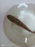 京品開放式折疊魚網(wǎng)抬網(wǎng)魚蝦網(wǎng)籠折疊蝦籠搬網(wǎng)龍蝦網(wǎng)蝦米網(wǎng)捕魚工具a 1米3個（3餌+10米繩+3圈） 曬單實拍圖