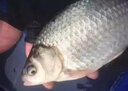魚(yú)誘秋冬釣鯽魚(yú)小藥釣鯉魚(yú)秋冬野釣專(zhuān)用鯉草鰱鳊黑坑水庫釣魚(yú)餌料窩料 1瓶裝【60g大師調配】 曬單實(shí)拍圖