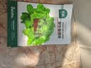 北蔬 薄荷種子苗留蘭香可食用驅(qū)蚊四季陽臺盆栽 留蘭香薄荷籽約3000粒 曬單實(shí)拍圖