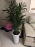 綠絲絳發(fā)財樹(shù)盆栽散尾葵綠蘿大型室內綠植客廳辦公室會(huì )議室大廳盆栽 散尾葵1.0-1.1m 仿陶瓷黑白螺紋盆 曬單實(shí)拍圖