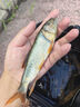 釣魚(yú)王溪流釣線(xiàn)組白條馬口石斑鳑鲏?mèng)~(yú)線(xiàn)七星漂魚(yú)鉤成品 2卷線(xiàn)組+5付鉤 曬單實(shí)拍圖