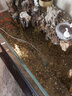 森森迷你小魚(yú)缸氧氣泵小型加氧器增氧泵增氧機家用 養魚(yú) 1.5W升級吸盤(pán)式小圓+增氧套餐 曬單實(shí)拍圖