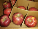 山姆伯伯花牛蘋(píng)果 【多地次日達】甘肅天水粉面蘋(píng)果水果禮盒蛇果年貨節 清甜丨優(yōu)選果【單果70-75mm】 5斤裝【巨劃算-80%人回購選】?jì)?.5斤* 曬單實(shí)拍圖