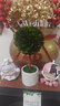 馨顏植永生黃楊綠植辦公室內(nèi)客廳陽(yáng)臺(tái)桌面植物好養(yǎng)懶人花卉盆栽擺件盆景 【店長(zhǎng)主推】迷你白盆+帶盆栽好15*8cm 曬單實(shí)拍圖