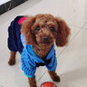 寵物圈（PETCIRCLE）秋季冬季狗狗衣服泰迪衣服寵物服飾狗衣服寵物泰迪狗狗衣服小型犬 愛(ài)心款藍色 S適合背長(cháng)28CM胸圍39CM重6-7斤 曬單實(shí)拍圖