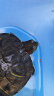 桑岛龟粮乌龟饲料巴西龟草龟高钙半水龟粮幼龟观赏龟专用1mm饲料200g 实拍图