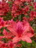 壹植雙季映山紅樹(shù)苗當年開(kāi)花毛杜鵑花苗南方北方種植抗寒抗凍映山紅苗 【映山紅】3年苗 買(mǎi)二送一 不含盆 曬單實(shí)拍圖